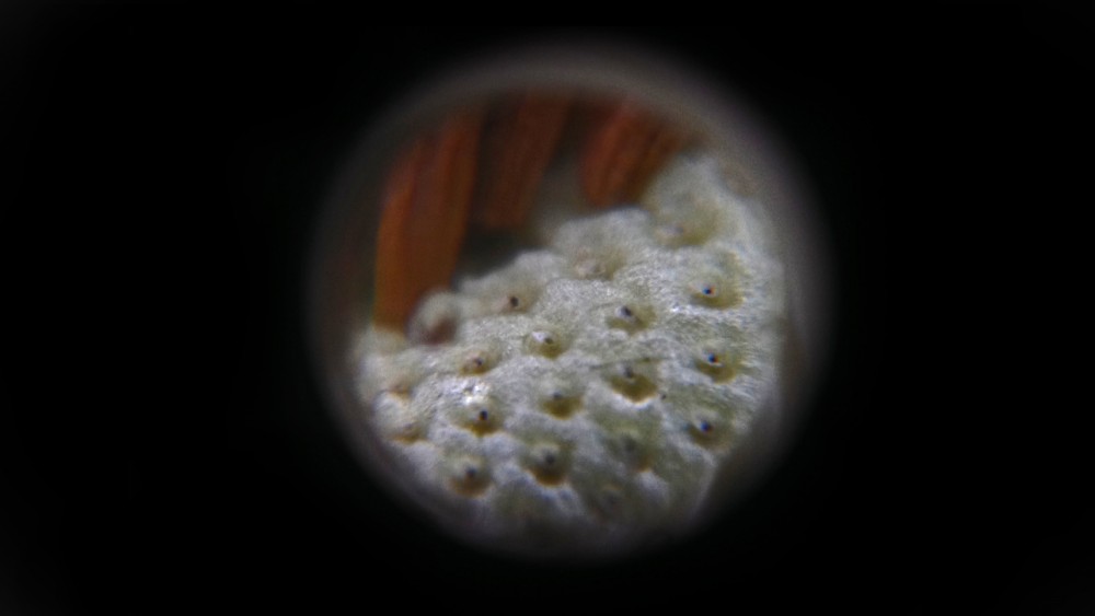 Microscope - Micro planet | Beebs
